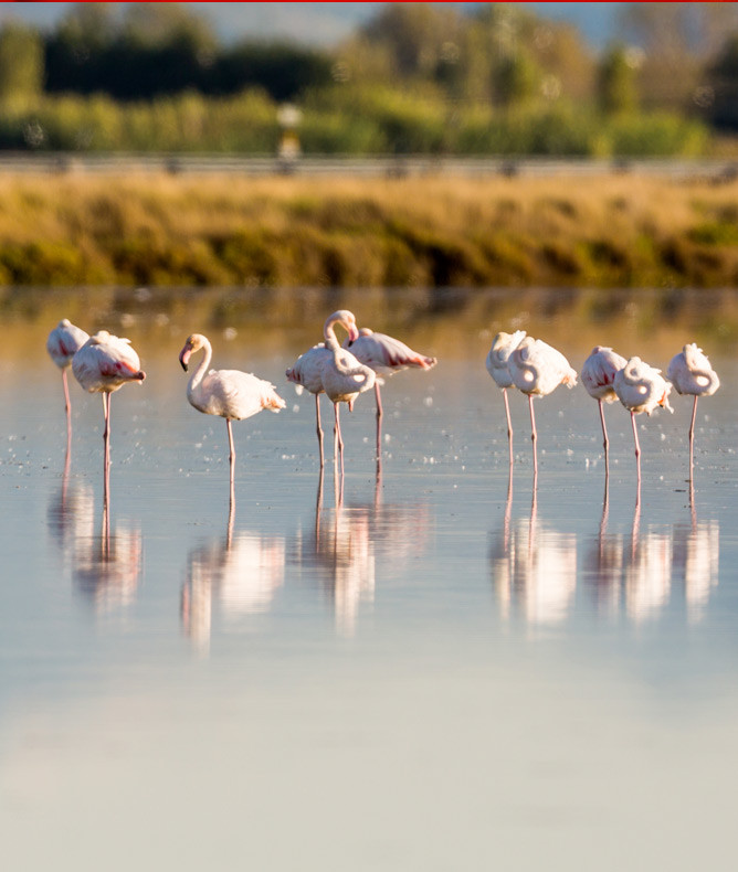 media.Gallery-Cervia-CFH-Costa-dei-Pini-Cervia