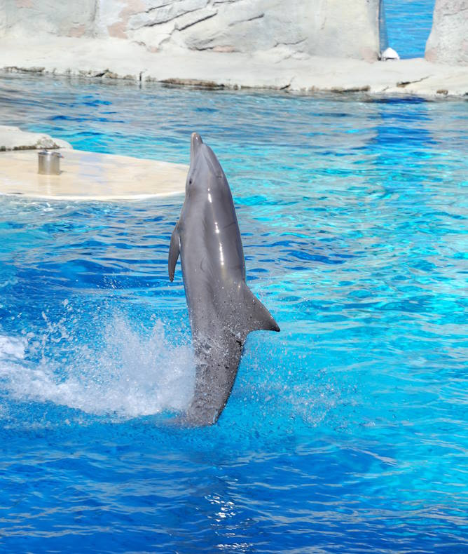 media.Spettacolo-delfini-al-parco-tematico-Oltremare-Riccione-ingressi-gratuiti-per-tutta-la-famiglia-in-vacanza-al-Club-Family-Hotel-Serenissima-668x790